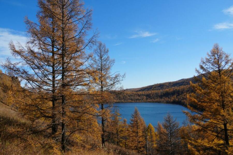 Vibrant autumn landscape with golden larch trees around a serene lake under a clear blue sky