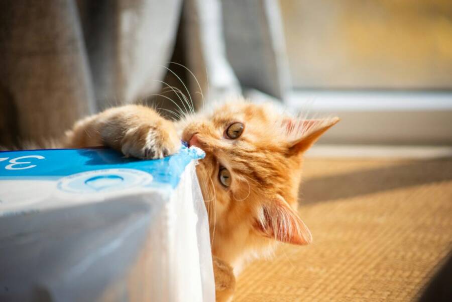 A cute ginger cat playfully biting a cardboard box indoors with sunlight streaming in