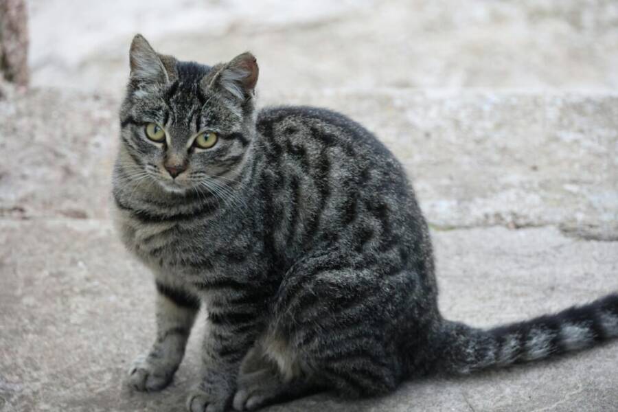 A tabby cat sits on a concrete path, looking alert and curious directly at the camera