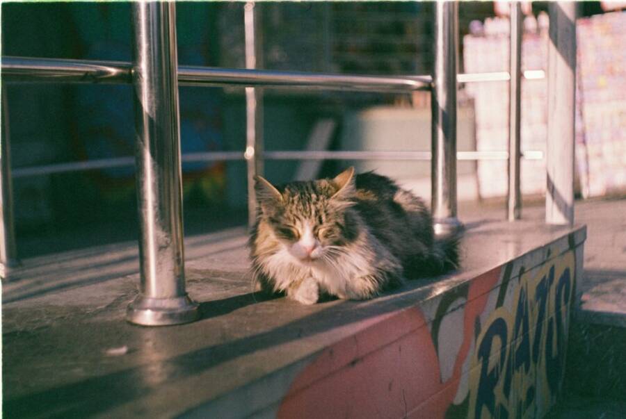 A fluffy street cat enjoys the warm afternoon sun on urban steps in Istanbul.
