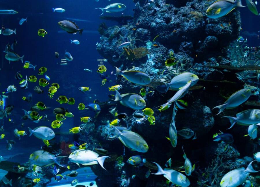 Capture the vibrant marine life of a tropical aquarium with diverse fish species swimming amidst colorful corals