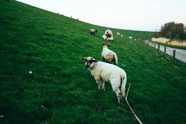 Serene countryside scene featuring sheep grazing on a lush green hillside meadow