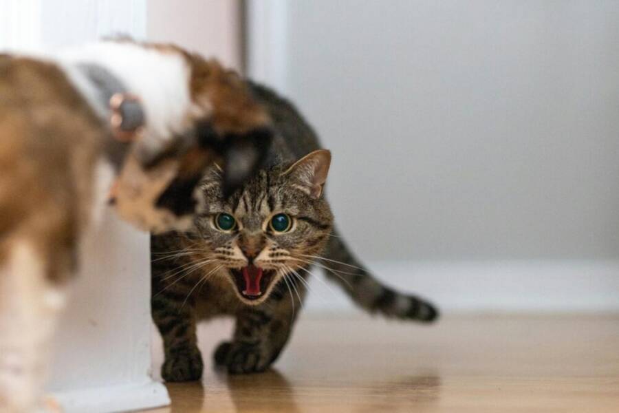 A tabby cat hisses at a dog in an indoor hallway, showcasing tension