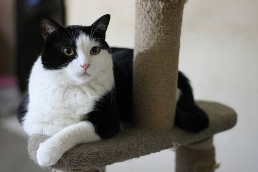 A sturdy cat scratching board with multiple textures and a stable base