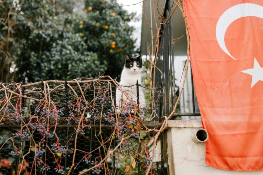 Adorable cat sitting on metal fence of old residential house near flag of Turkey hanging on balcony