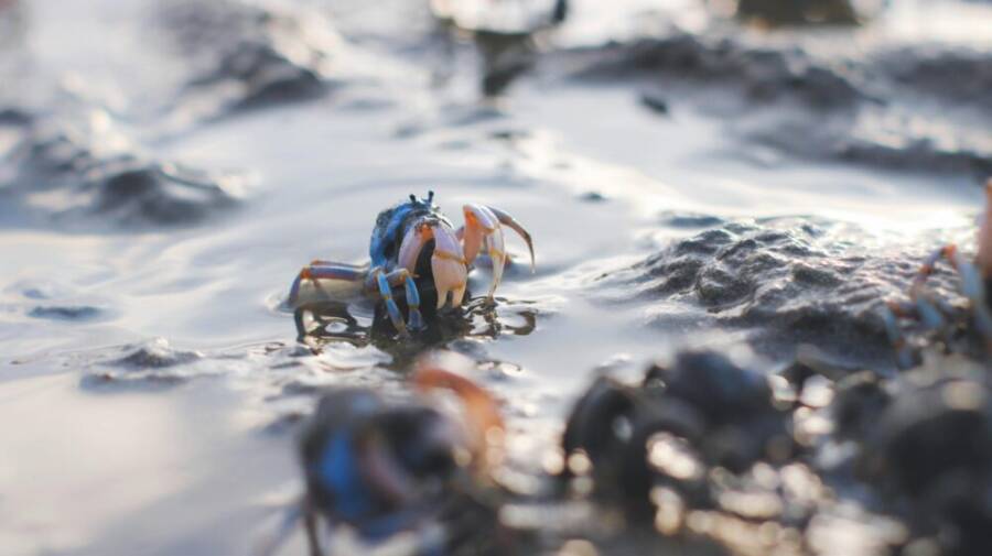 海濱潮間帶的岩縫與海藻