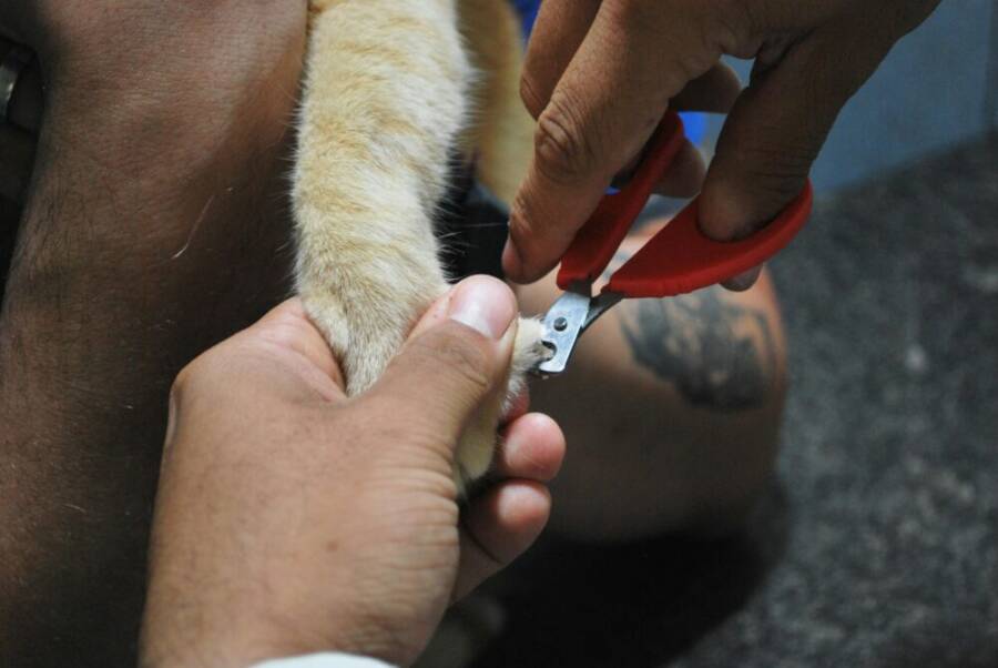 Close-up of a pet