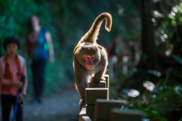 Macaque walking on a park railing in Taipei with blurred people in the background.