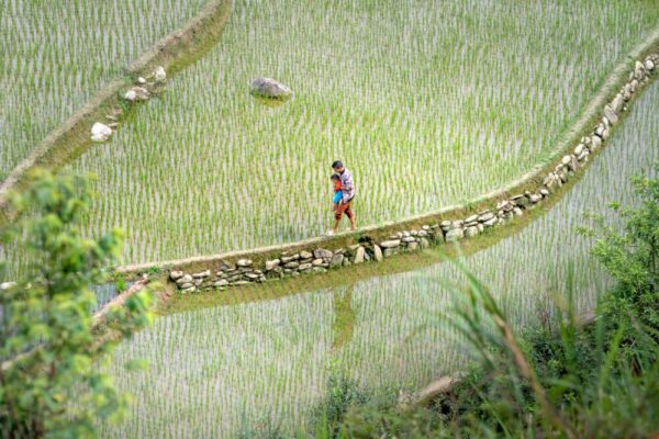 田野散步的黃金光影