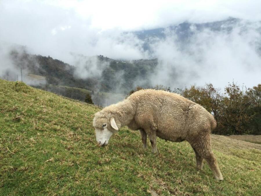 羊群於霧裡草原