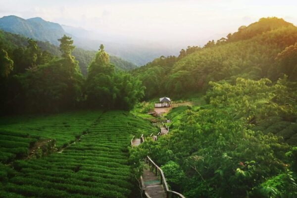 茶鄉山景與梯田