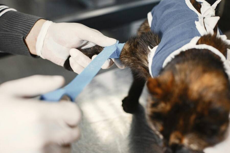A veterinarian skillfully bandages a cat