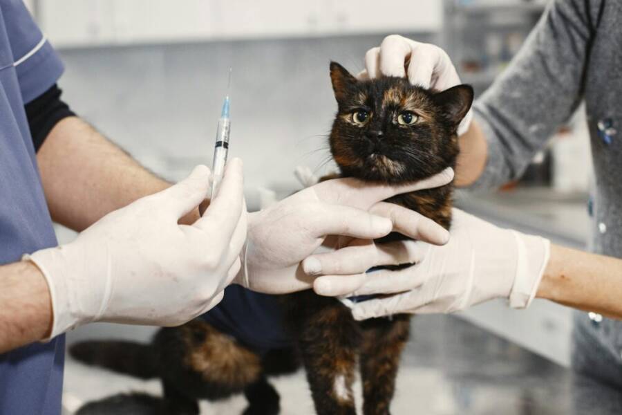 veterinarian vaccinating cat