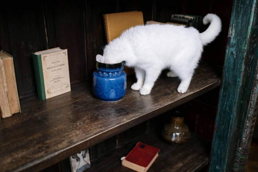 A white cat curiously peers into a ceramic jar on a cozy bookshelf with vintage books