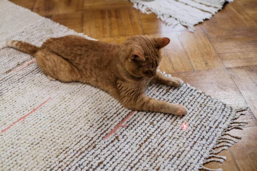 Adorable ginger cat playing with a red laser dot on a rug indoors