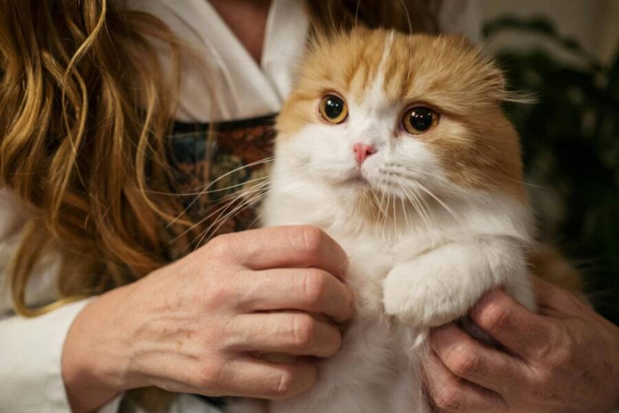 image of a cat being held by a person