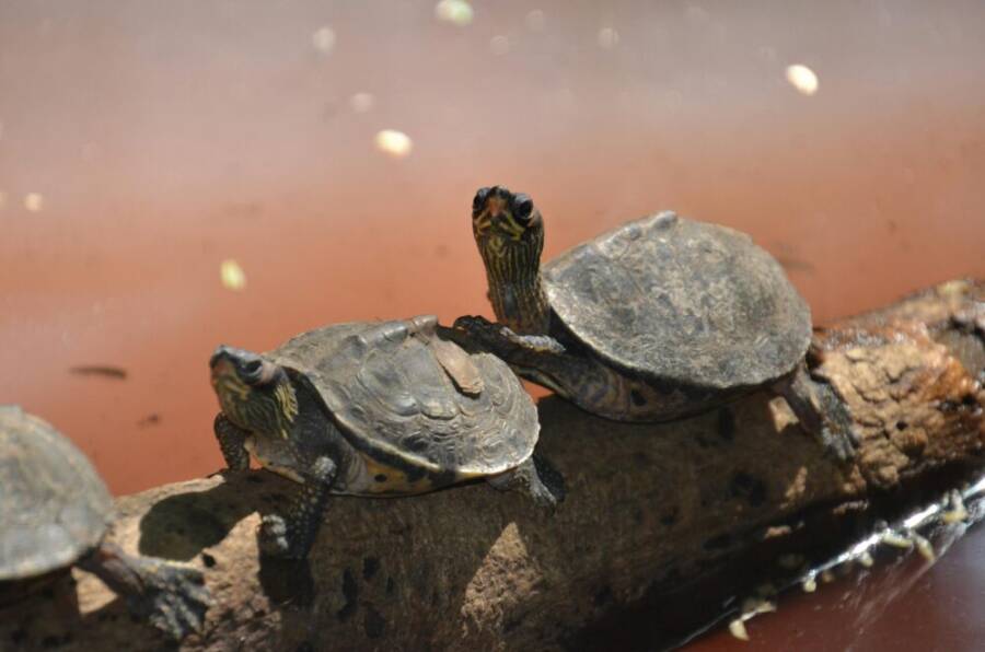 Two river turtles soaking up the sun on a log by the water