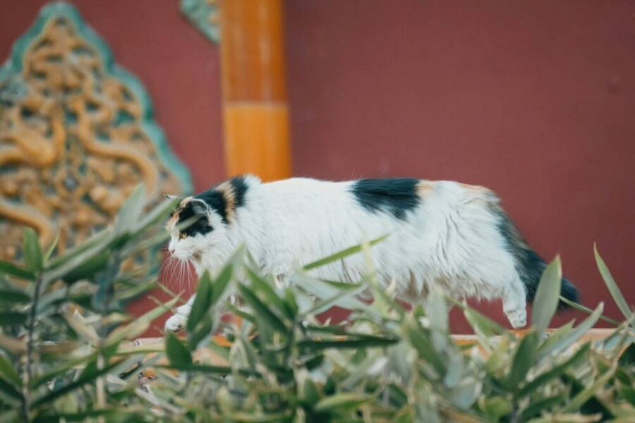 A calico cat walking in a traditional Chinese temple garden setting