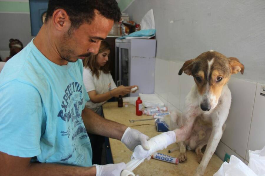 A caring veterinarian bandages the leg of an injured dog in a clinic setting