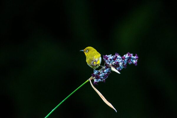 A vibrant Warbling White-eye perched on deep blue flowers in Taipei