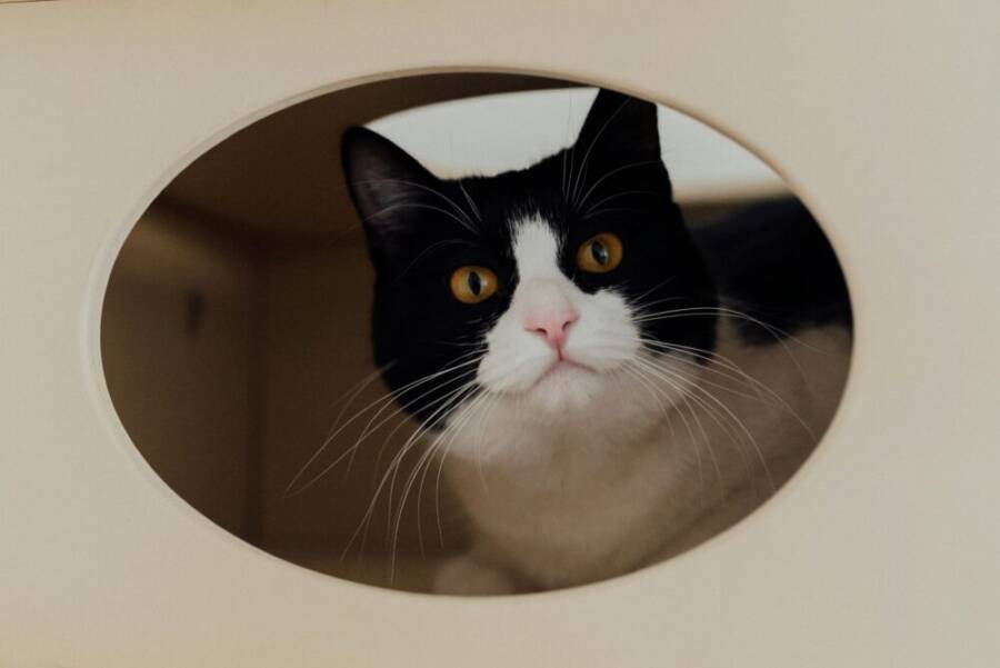 Close-up of a cozy cat nook