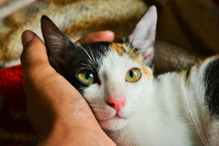 Intimate portrait of a domestic calico cat nestled in a person