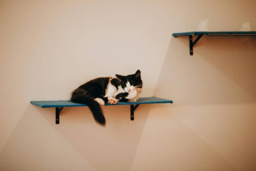 A domestic cat resting on a blue shelf indoors, conveying relaxation and comfort
