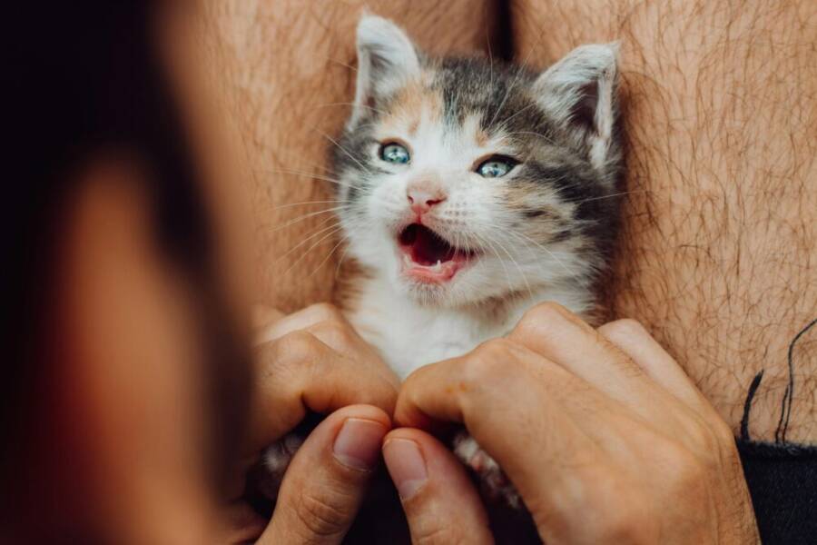 image of a cat rubbing against a leg