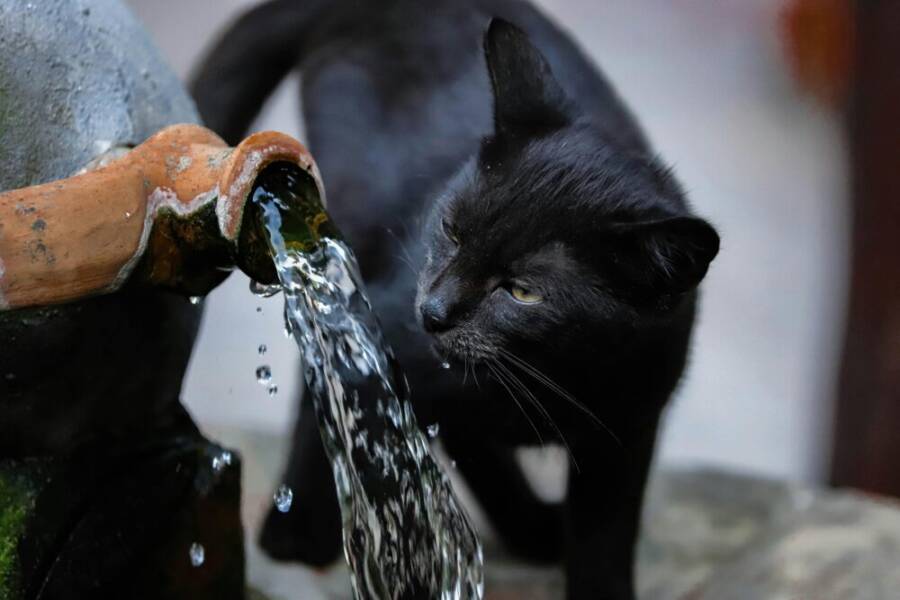 A cat drinking water from a fountain