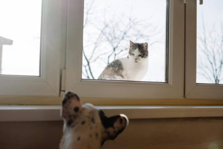 A cat and a dog curiously observe each other through a glass window in Warsaw.