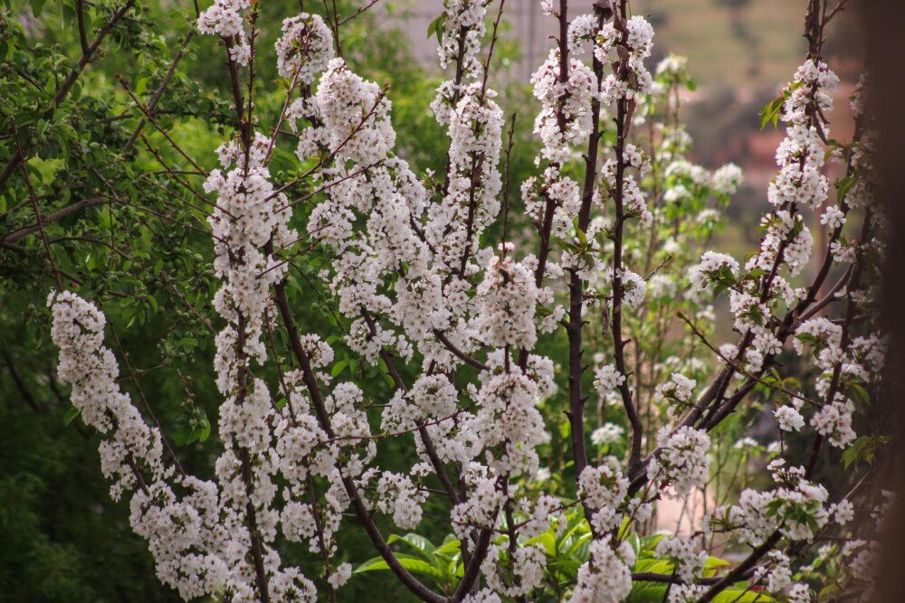 Beautiful cherry blossoms in full bloom, showcasing nature