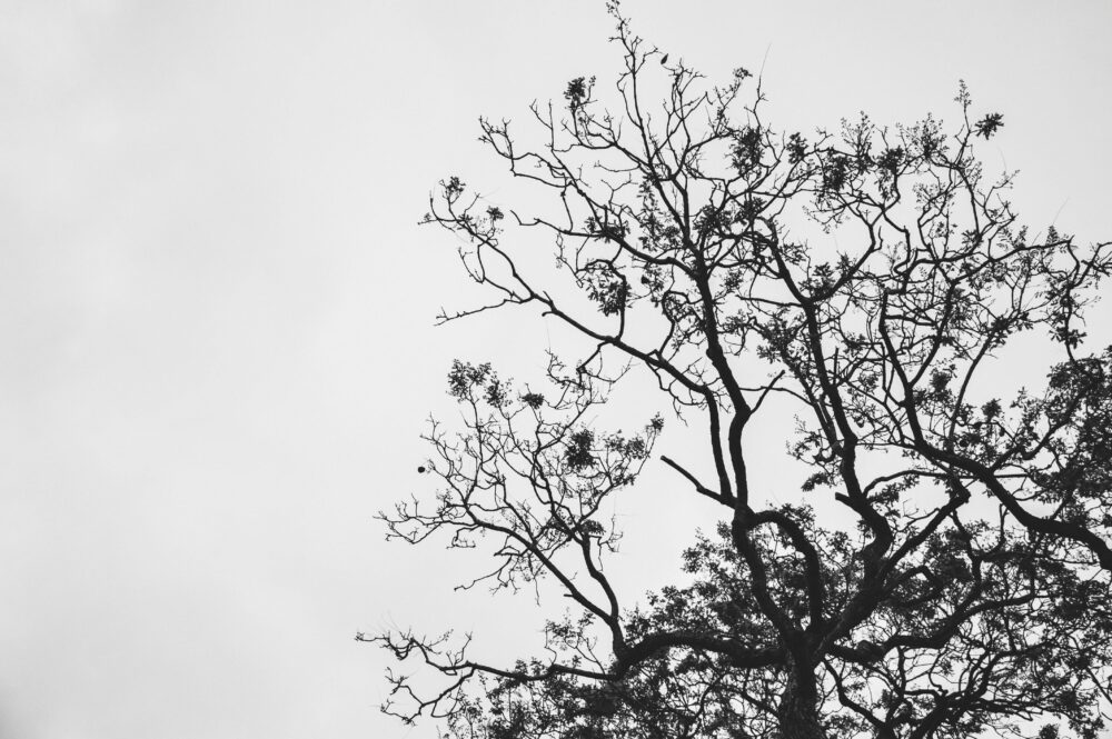 A striking black and white image of branches as a metaphor for branching in workflows