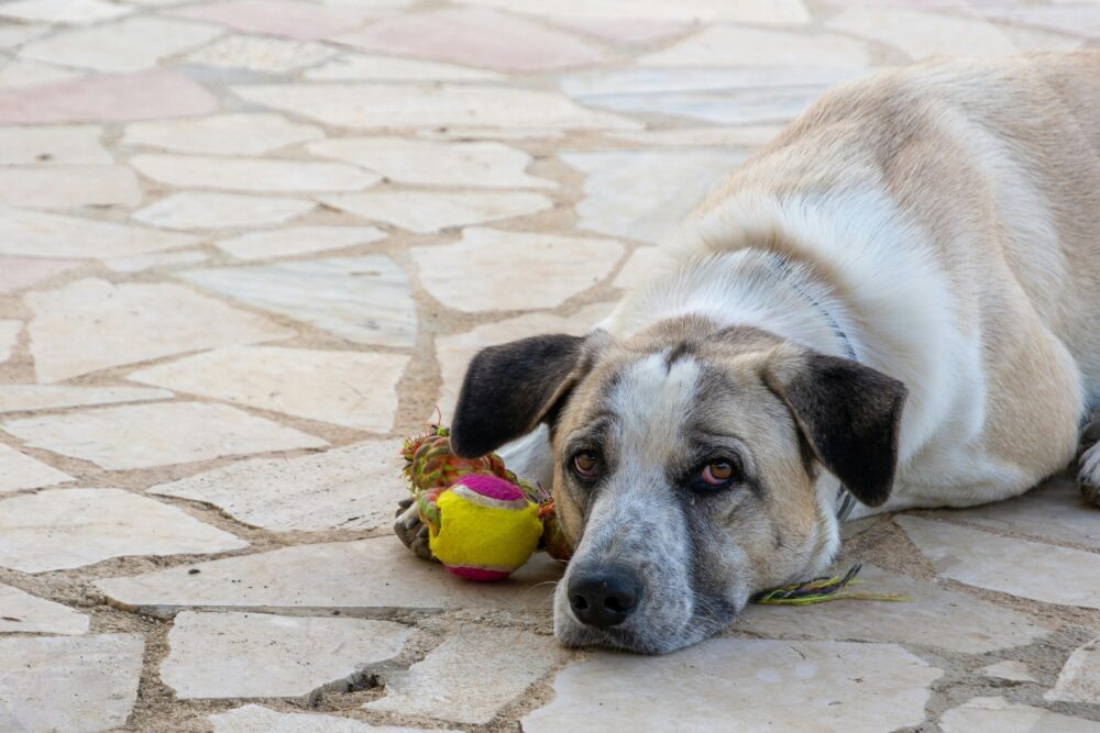 一個休息時，床上有一個可愛的狗狗躺在石板上，旁邊放著一個色彩鮮豔的玩具球。