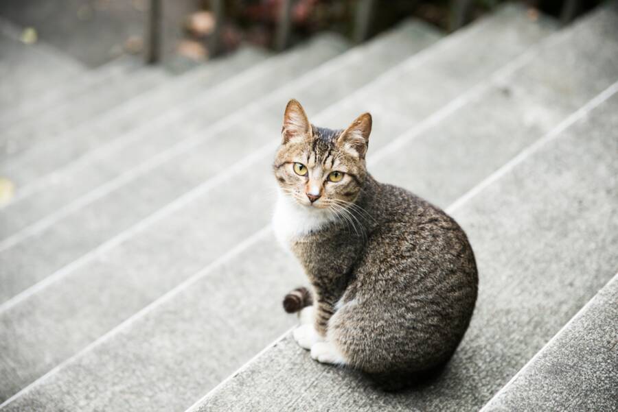 Backyard Pet Safety with Home Depot Supplies