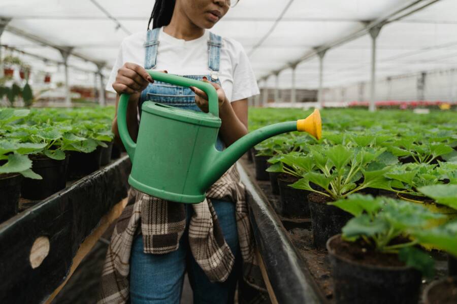 Beginner Friendly Plants You Can Buy at Home Depot