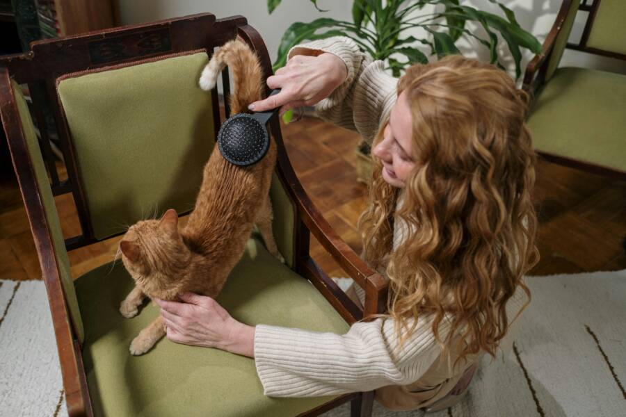 Cat Owners: Home Depot Products That Make Life Easier