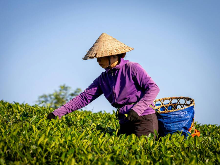 在晴朗的藍天下，一位身穿傳統帽子的農民在越南富壽縣采摘茶葉。