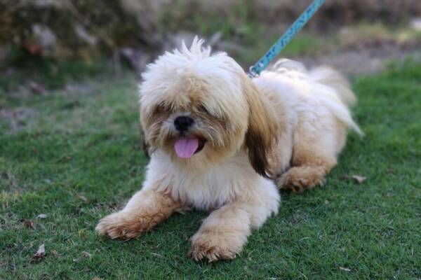 休閒時間，夥伴動物，公園的免費圖庫相片