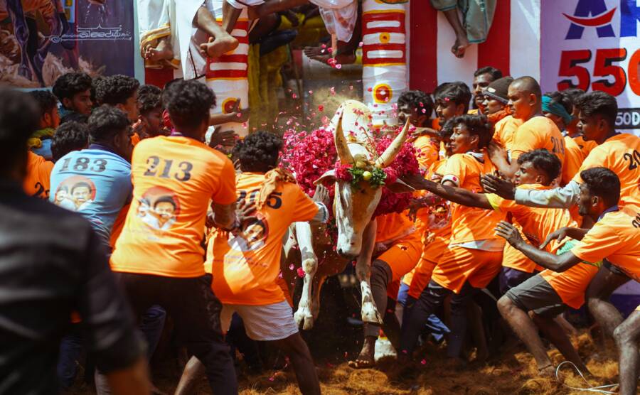 印度馬杜的傳統Jallikattu活動