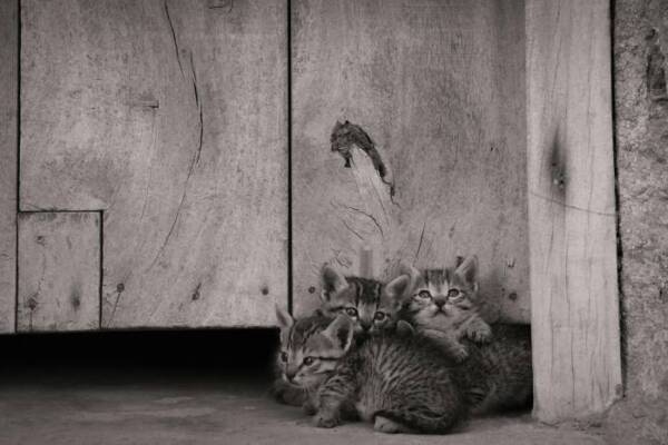 一起，動物家庭，動物收容所的免費圖庫相片