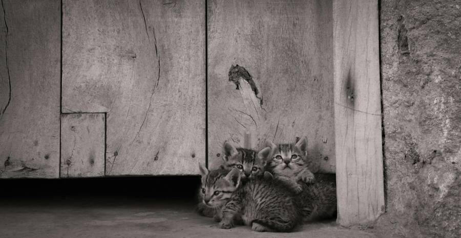 一起，動物家庭，動物收容所的免費圖庫相片