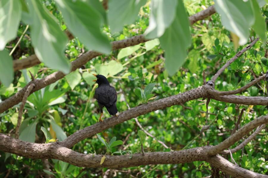 熱帶一隻鳥棲息在台灣高雄鬱蔥的綠色植物支架上。