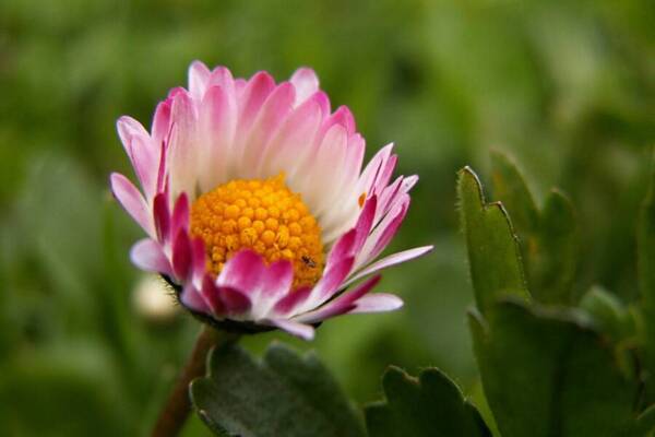粉紅色的白色和花的
