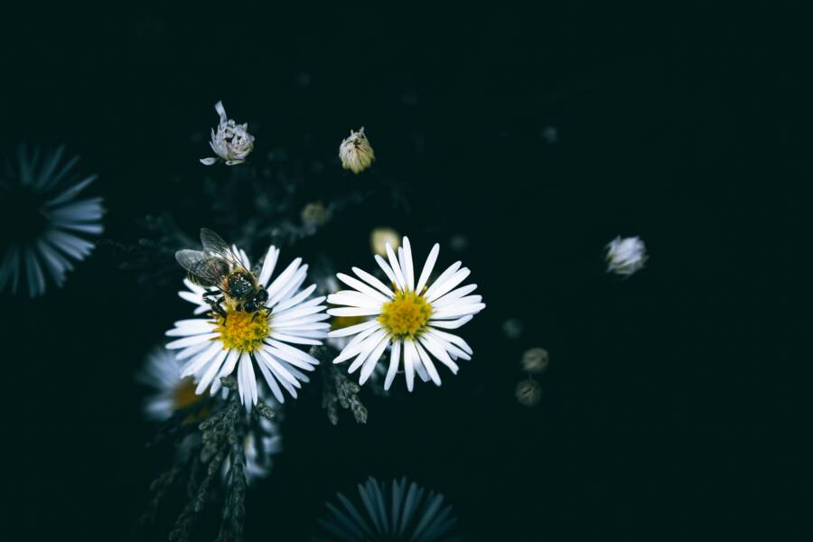 充滿活力、天性的免費圖庫