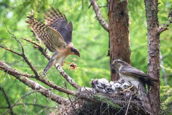 雀鷹在支架上築巢