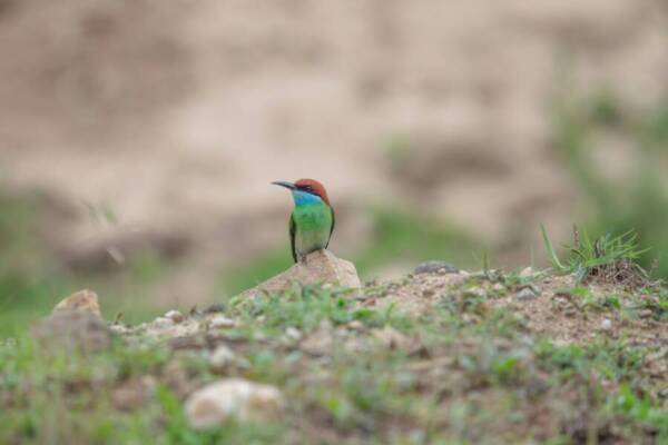 @戶外、食蜂鳥、鳥的免費圖庫相片