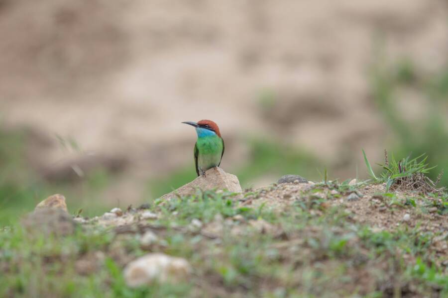 @戶外、食蜂鳥、鳥的免費圖庫相片