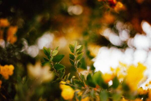 耀斑，花，葉的免費圖庫相片