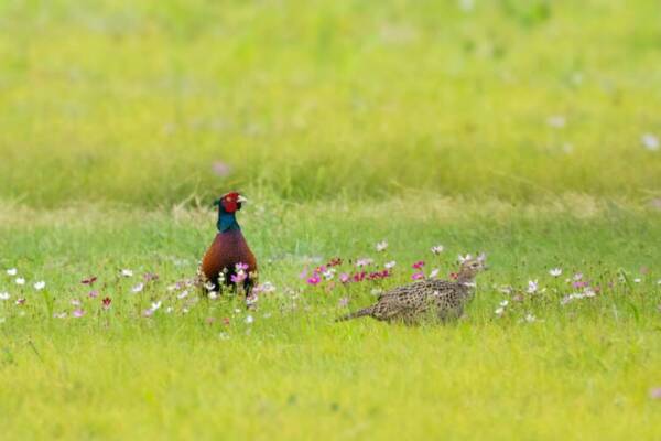 鳥, 自然, 雉雞 的免費圖庫相片