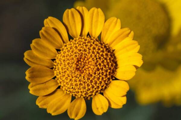 一朵鮮豔的黃色楓樹是花瓣的亮點，非常適合自然主題。